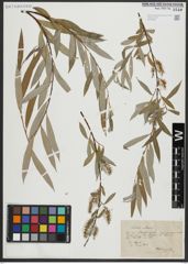 Foto von Salix alba L.